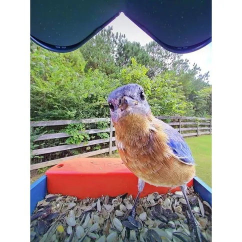 Bird-Buddy-2-0-Smart-Bird-feeder-with-solar-panel_3.jpg