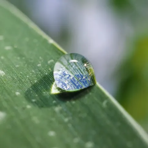 OM_System_M.Zuiko_30mm_F3.5_Macro_Sample_Water_Droplet.jpg